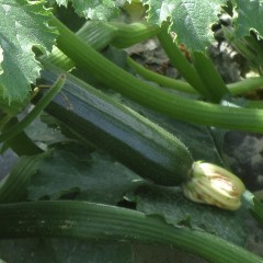 Courgette bio - 1 kg