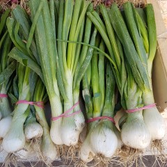 Oignons blancs nouveaux en botte