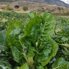 Blette bio - 500 g
