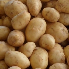 Sac filet de pommes de terre bio - 5 kg